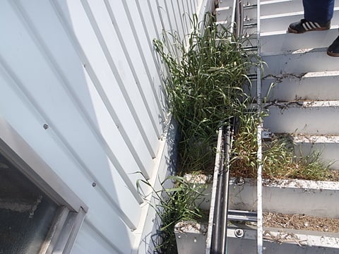 屋上清掃　前