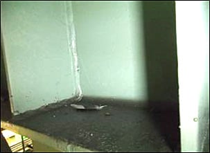 工場の中にまで鳩＆鳥は侵入してしまいます。